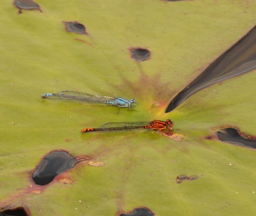 Females
2014_04_06_Wakulla_FL